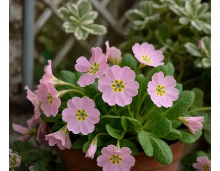consegna fiori per anniversari