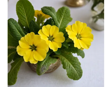 consegna fiori per battesimo-1