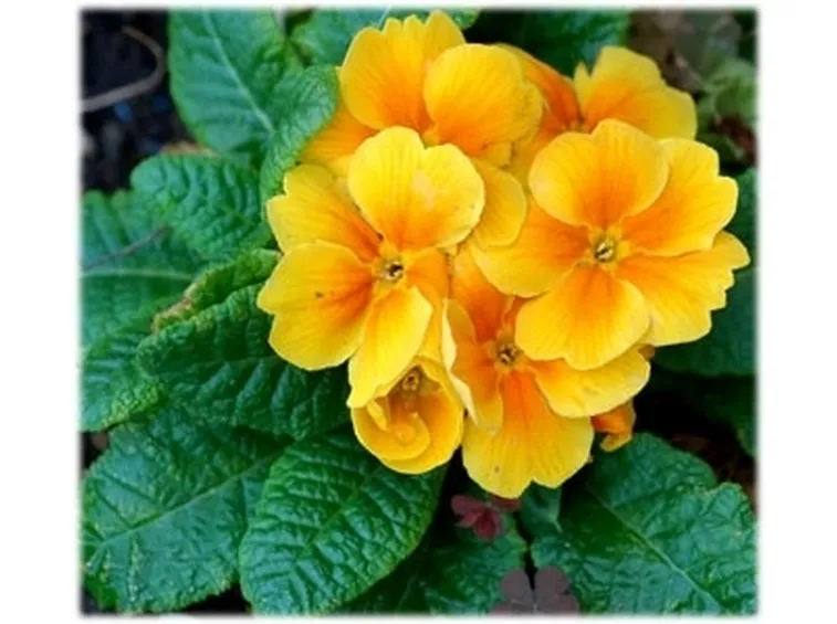 consegna fiori per battesimo-1