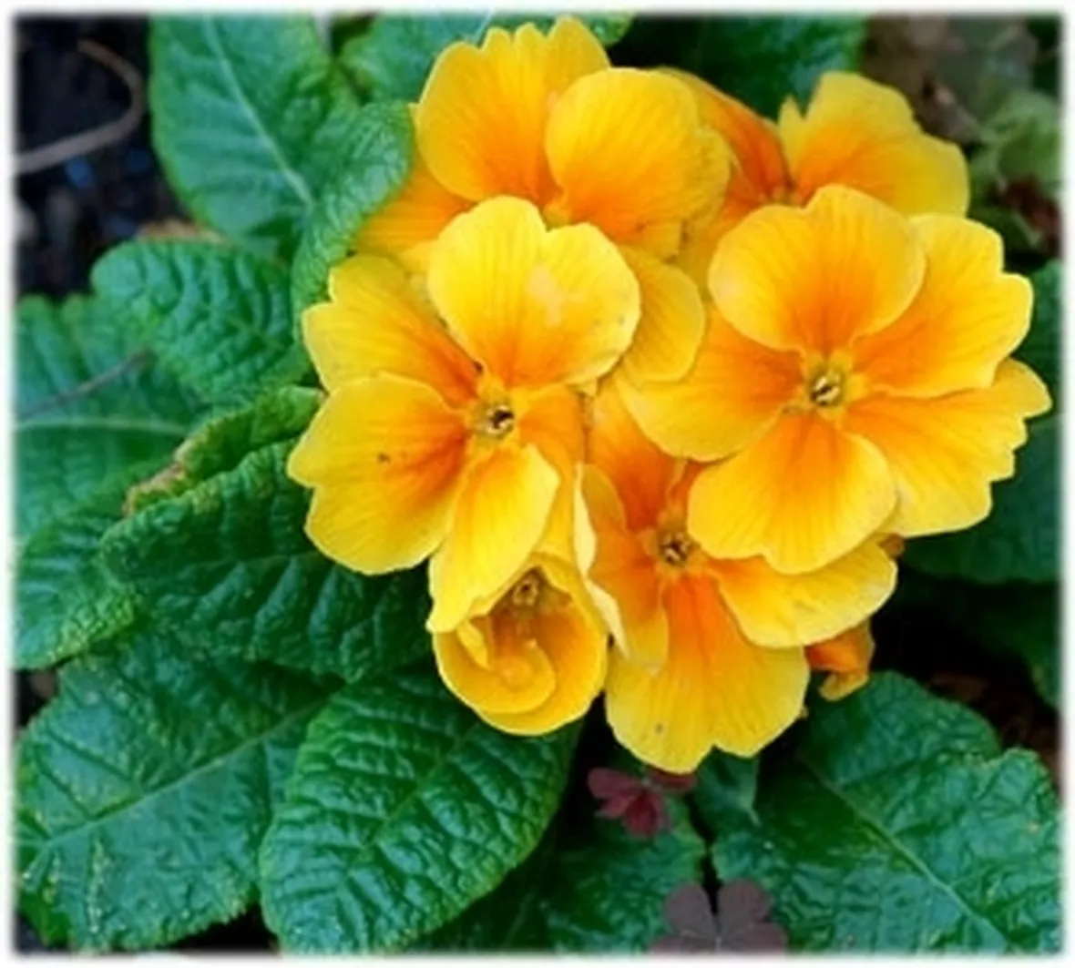 consegna fiori per battesimo-1