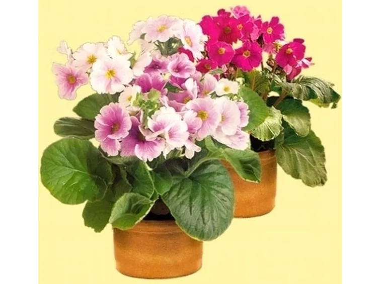 consegna fiori per dirti che?