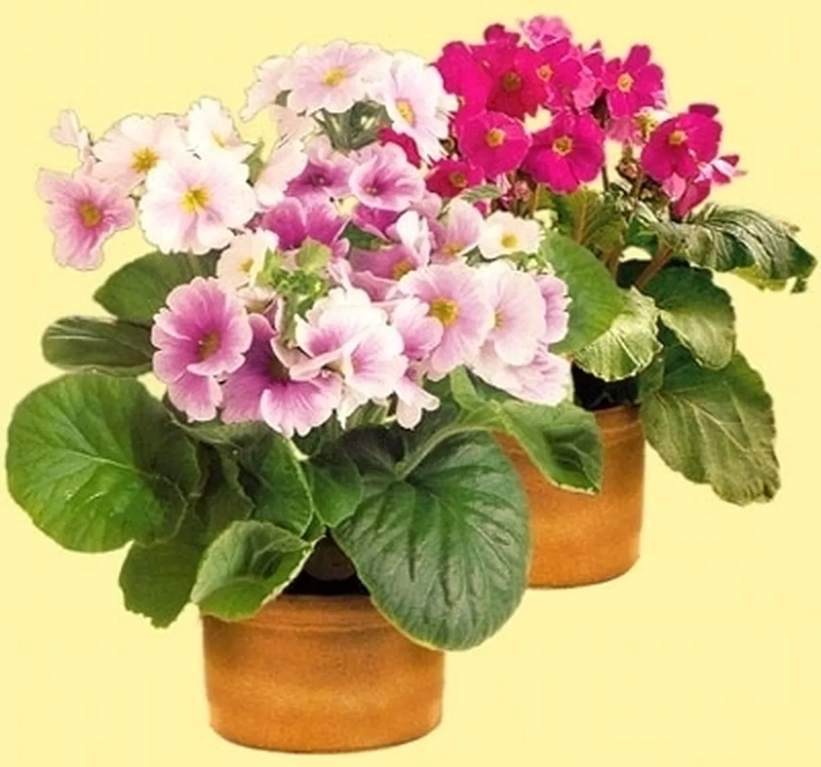 consegna fiori per dirti che?