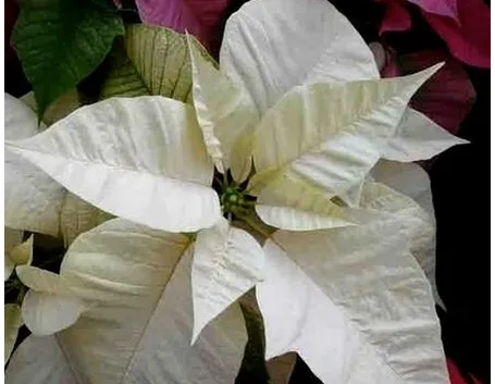 consegna fiori per festa della donna-1