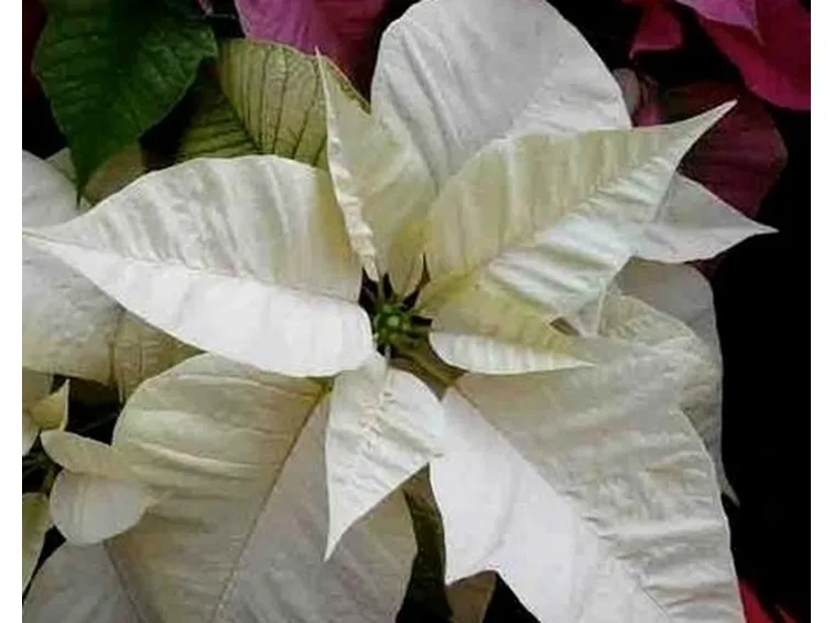 consegna fiori per festa della donna-1