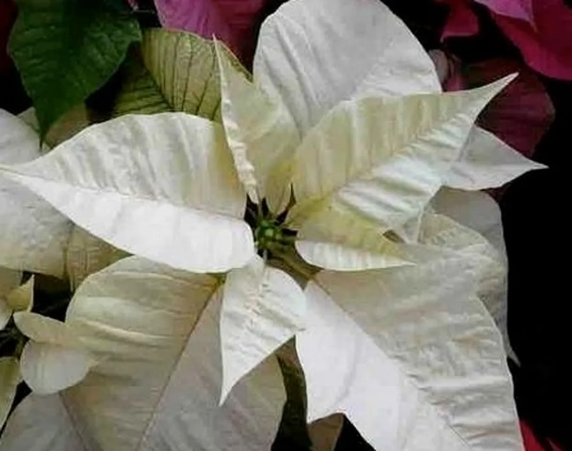 consegna fiori per festa della donna-1