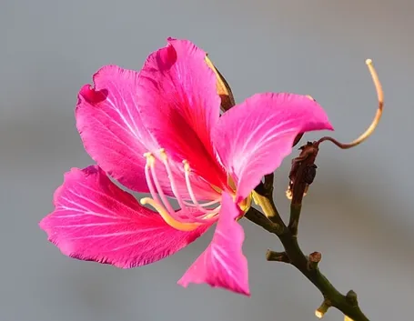 consegna fiori per festa della donna-2