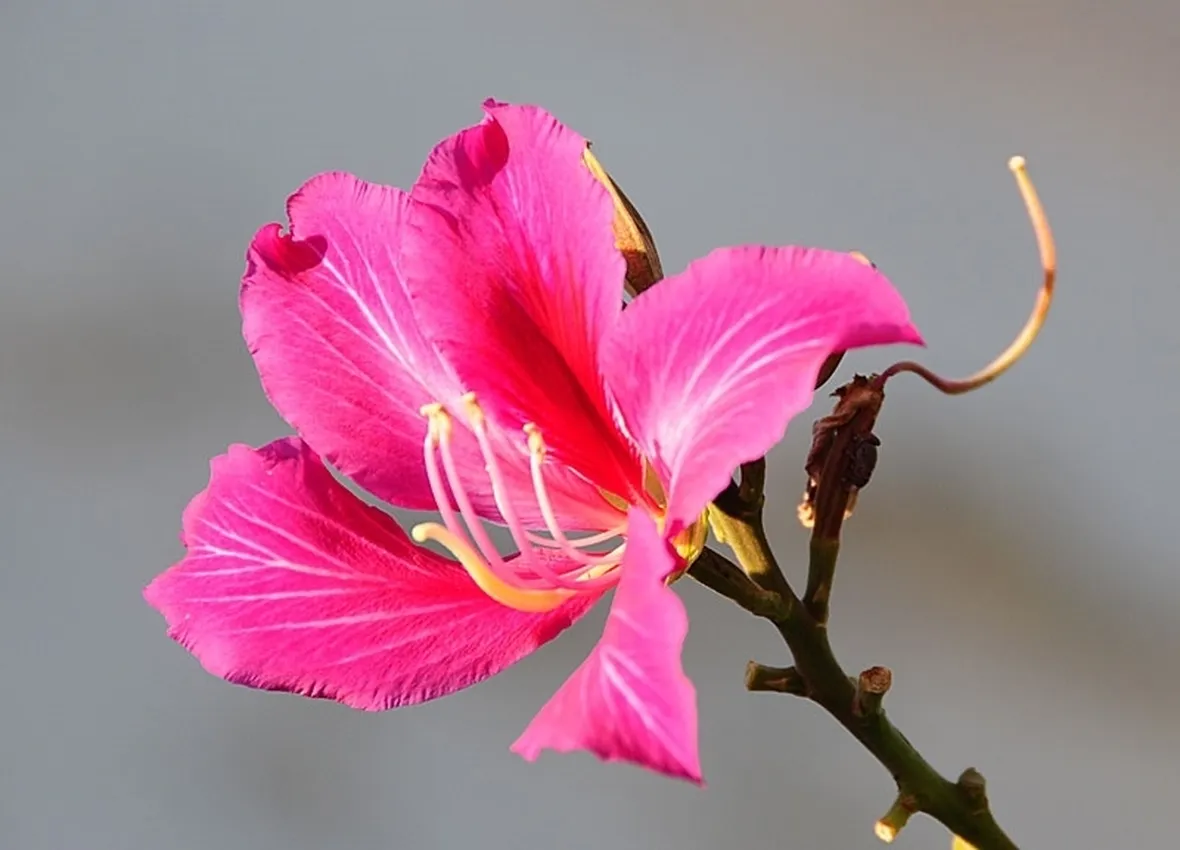 consegna fiori per festa della donna-2