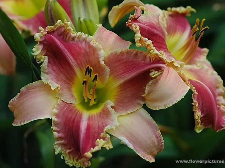 consegna fiori per festa della donna-3