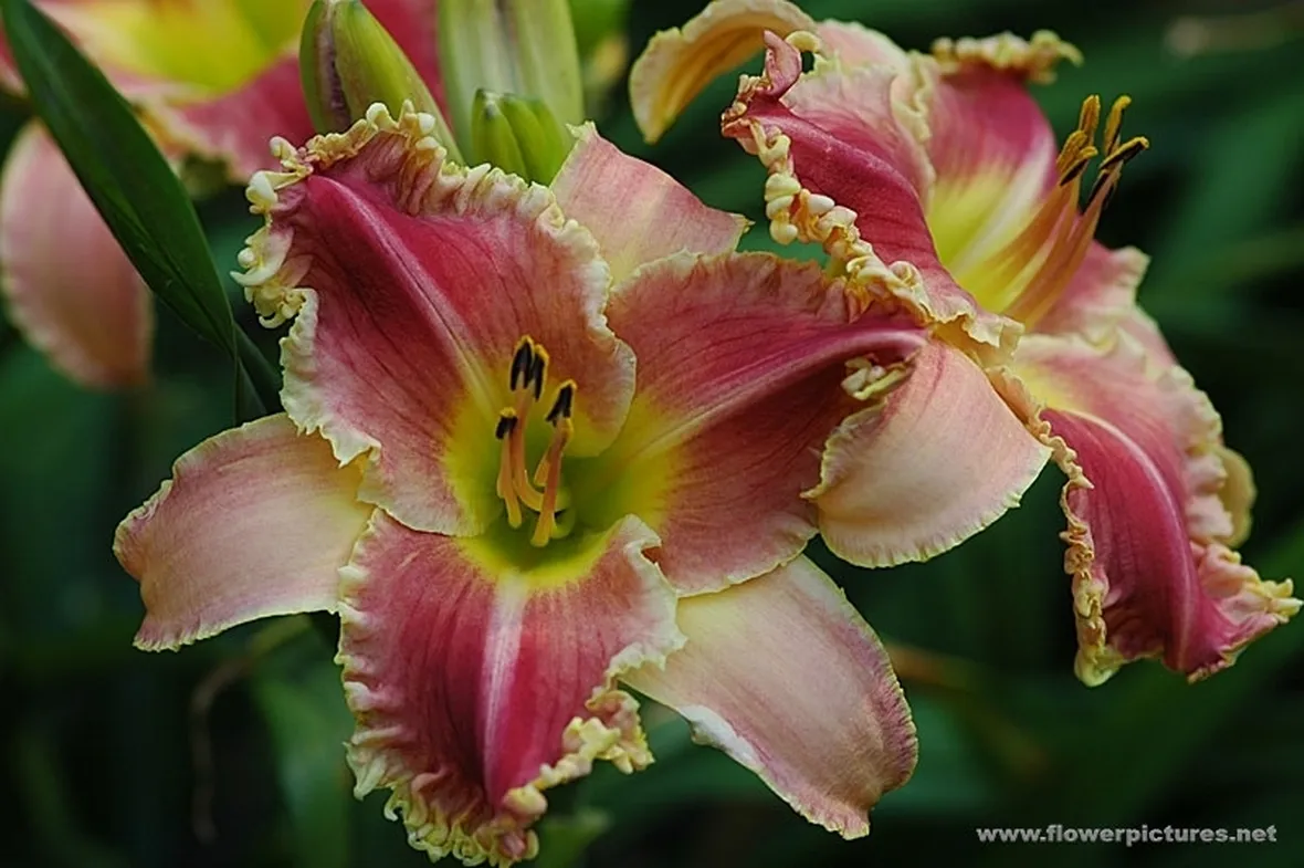 consegna fiori per festa della donna-3
