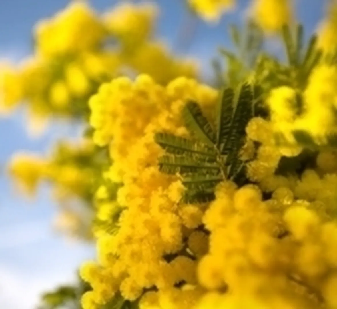 consegna fiori per festa della donna-5