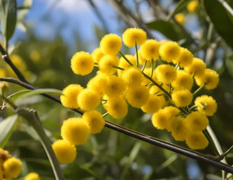 consegna fiori per festa della donna-6