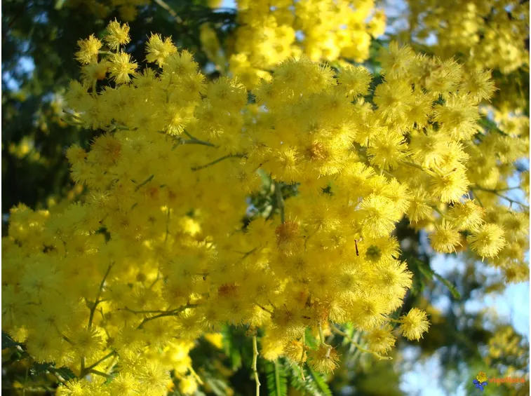 consegna fiori per festa della donna-6