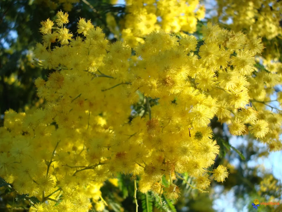consegna fiori per festa della donna-6