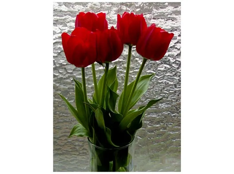 consegna fiori per festa della donna-7