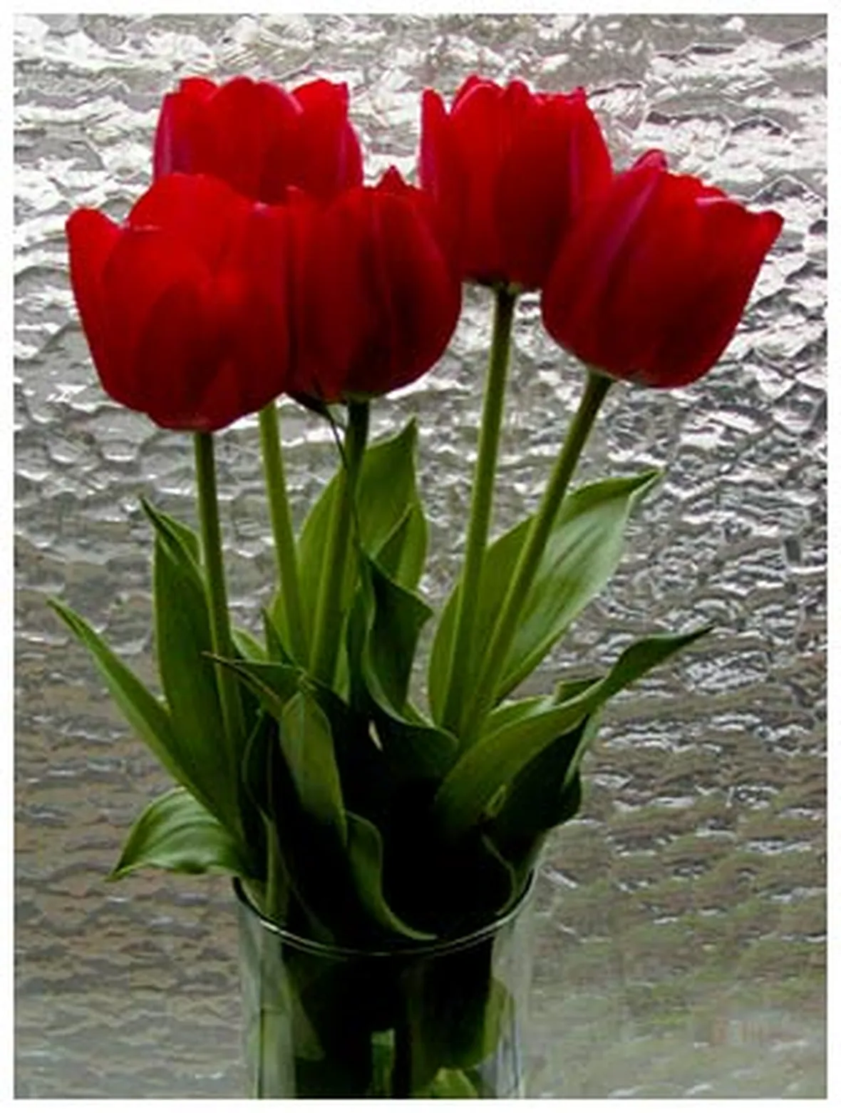 consegna fiori per festa della donna-7