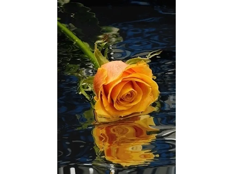 consegna fiori per festa della mamma-3