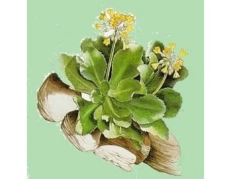 consegna fiori per fiocco azzurro-1