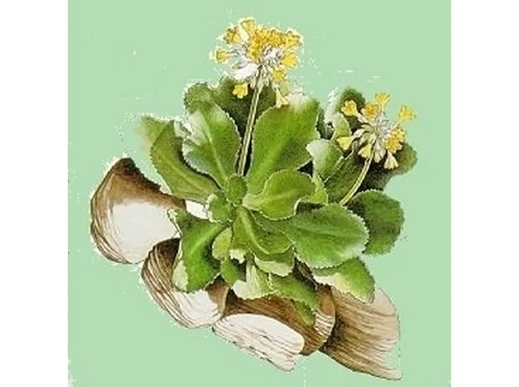 consegna fiori per fiocco azzurro-1