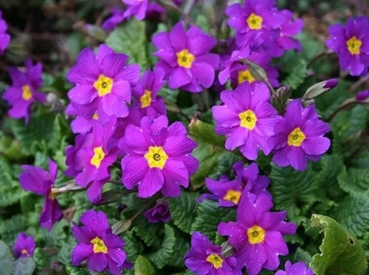 consegna fiori per guarigioni-1