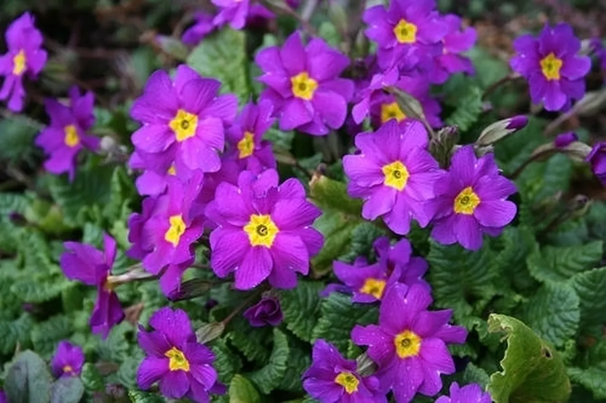 consegna fiori per guarigioni-1