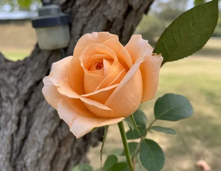 consegna fiori per la mamma-1