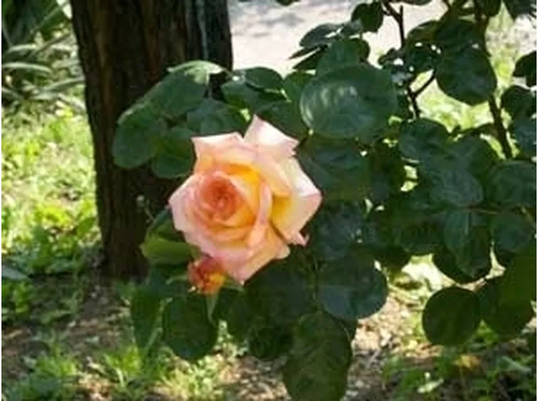 consegna fiori per la mamma-1