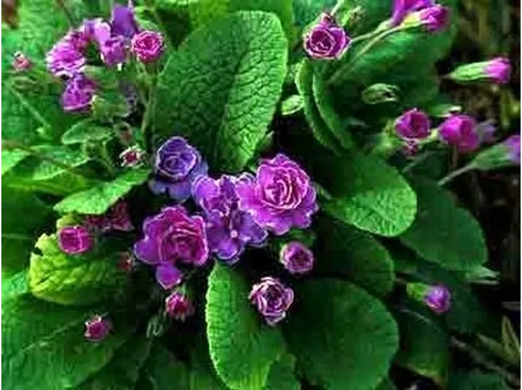 consegna fiori per lei