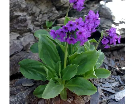 consegna fiori per lui