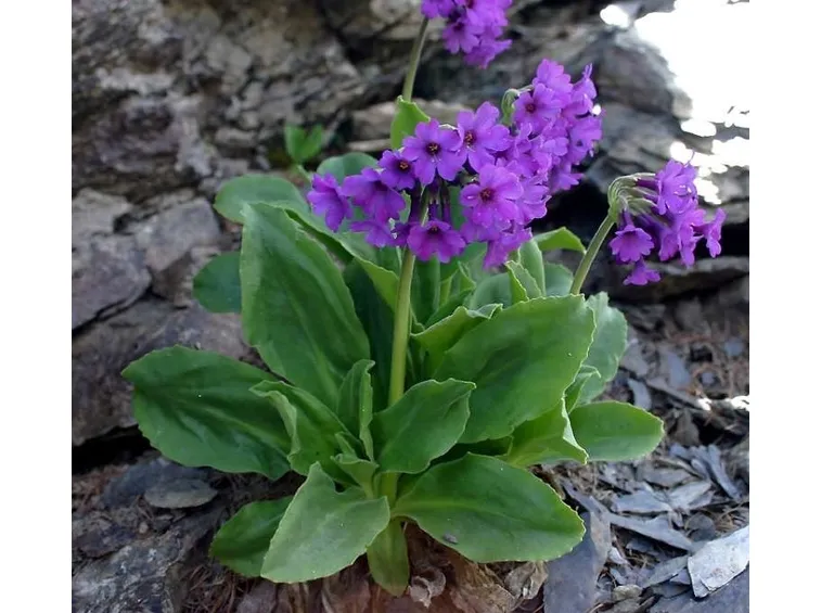 consegna fiori per lui