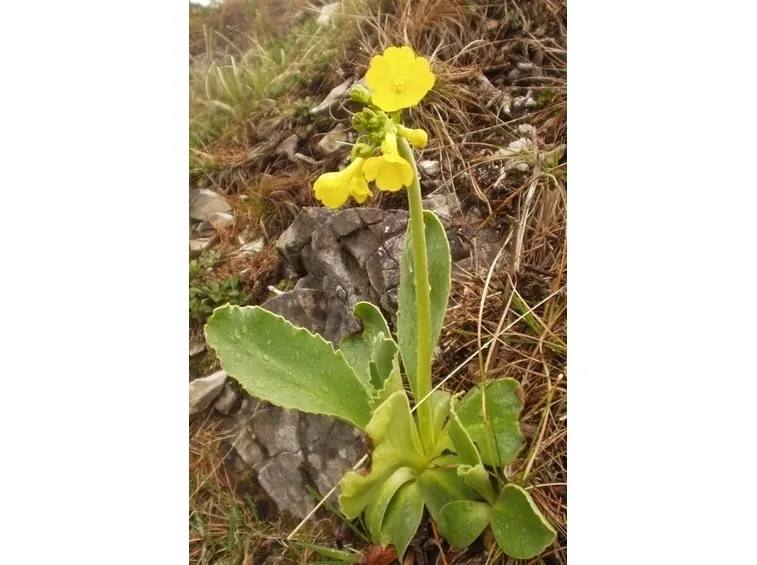 consegna fiori per maggiore et?