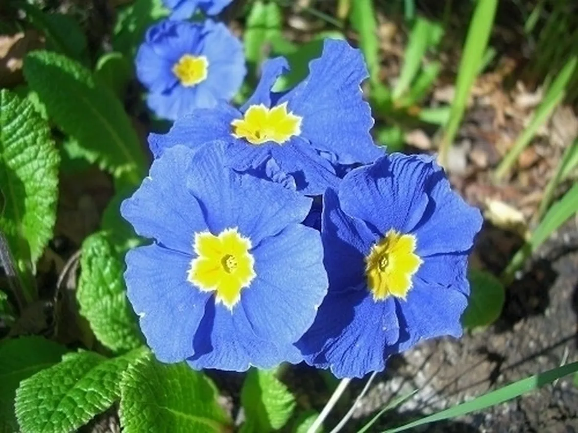 consegna fiori per mi dispiace