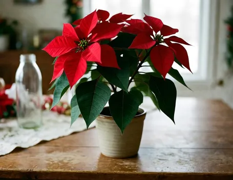 consegna fiori per natale-2