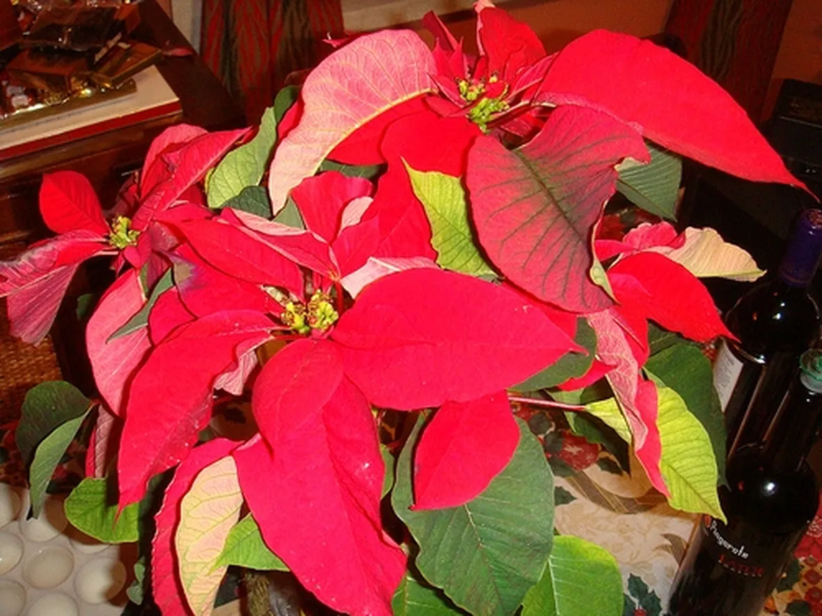 consegna fiori per natale-2