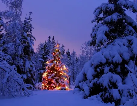 consegna fiori per natale-5