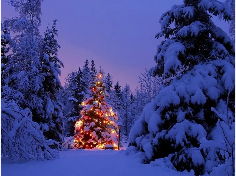 consegna fiori per natale-5