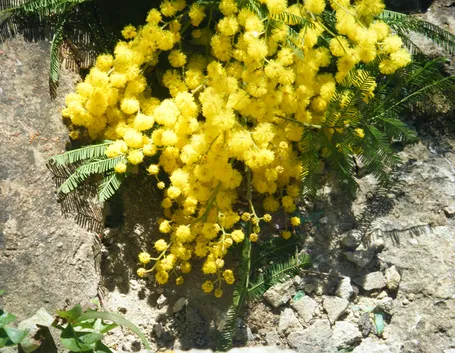 consegna fiori per natale-6