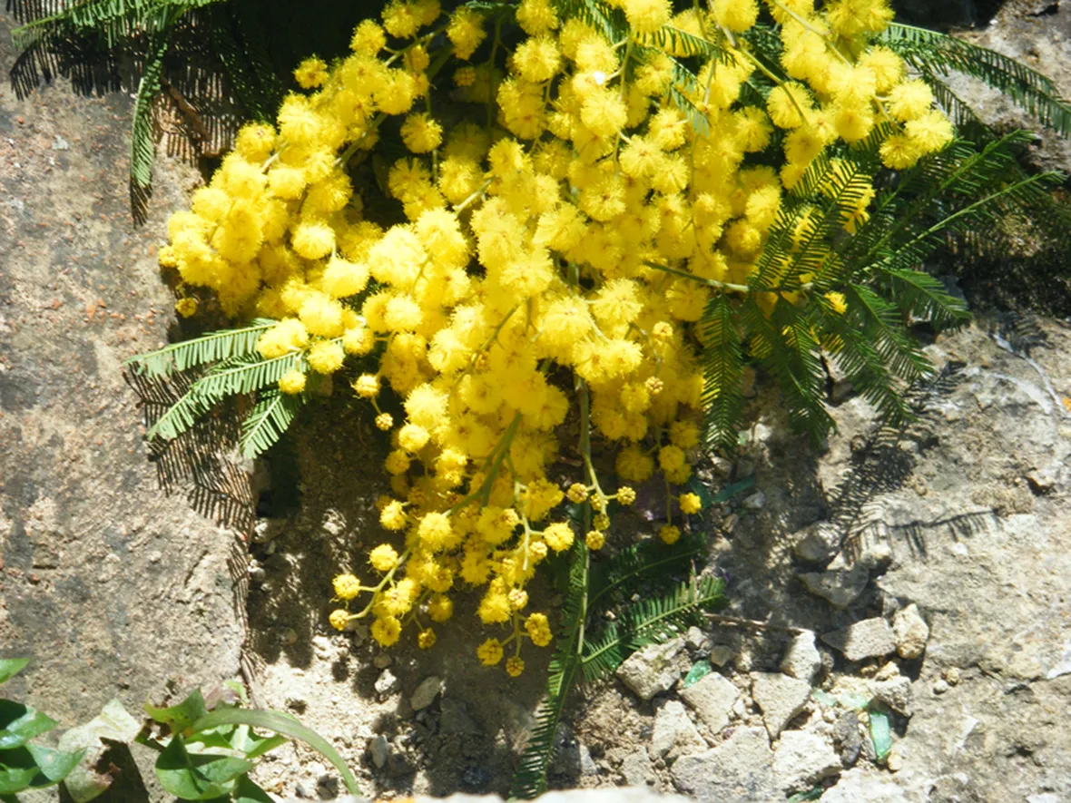 consegna fiori per natale-6