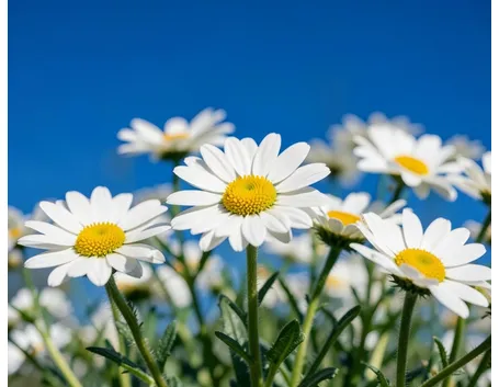 consegna fiori per regalo