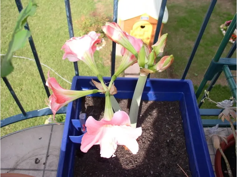 consegna fiori per san valentino-1