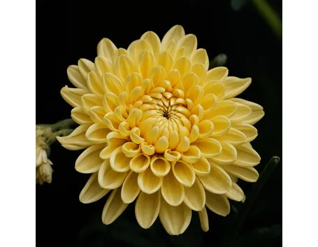 consegna fiori per tutti i santi-3