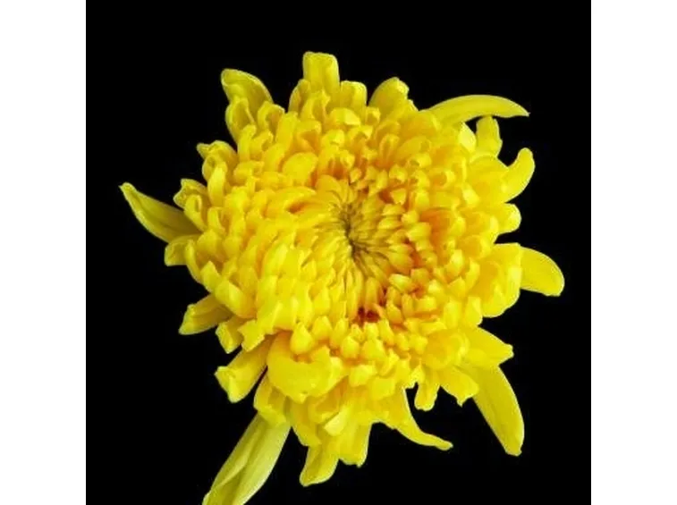 consegna fiori per tutti i santi-3