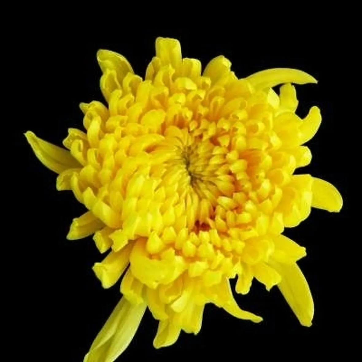 consegna fiori per tutti i santi-3