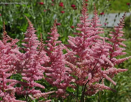 consegna fiori per tutti i santi-5