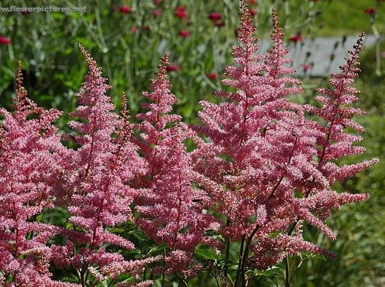 consegna fiori per tutti i santi-5