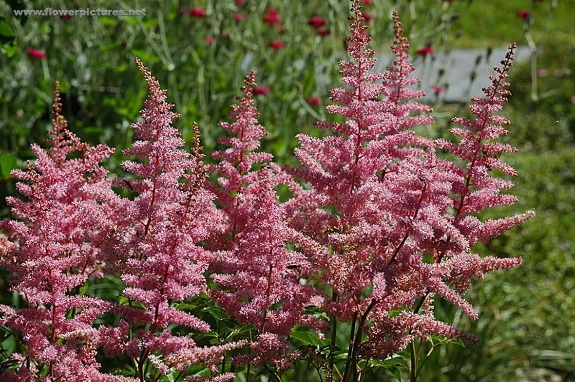 consegna fiori per tutti i santi-5