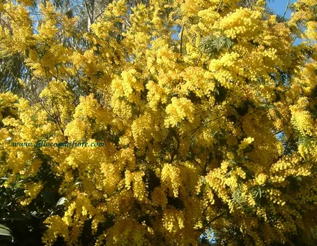 cuore di mimosa