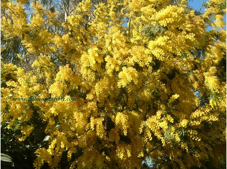 cuore di mimosa