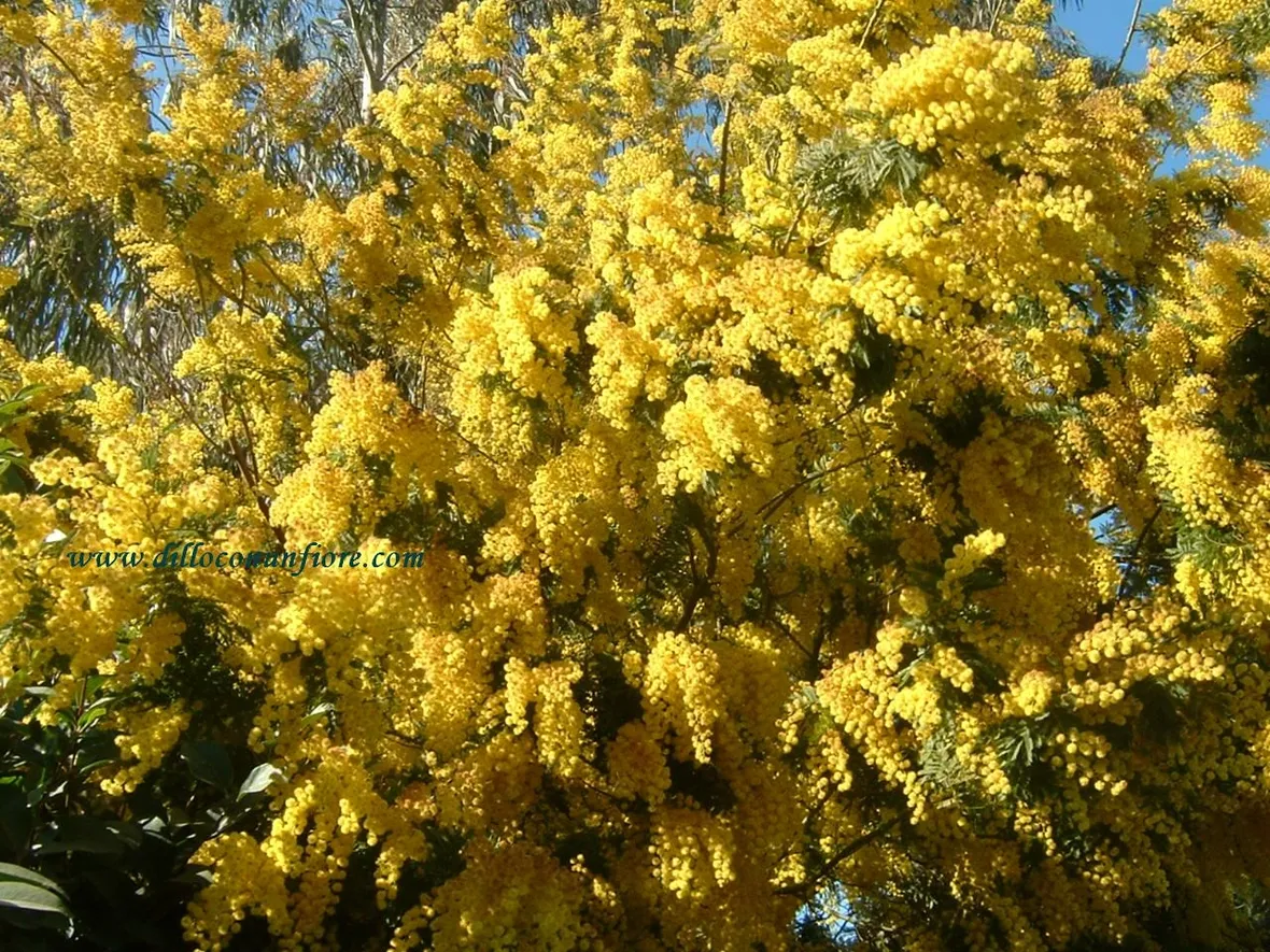 cuore di mimosa