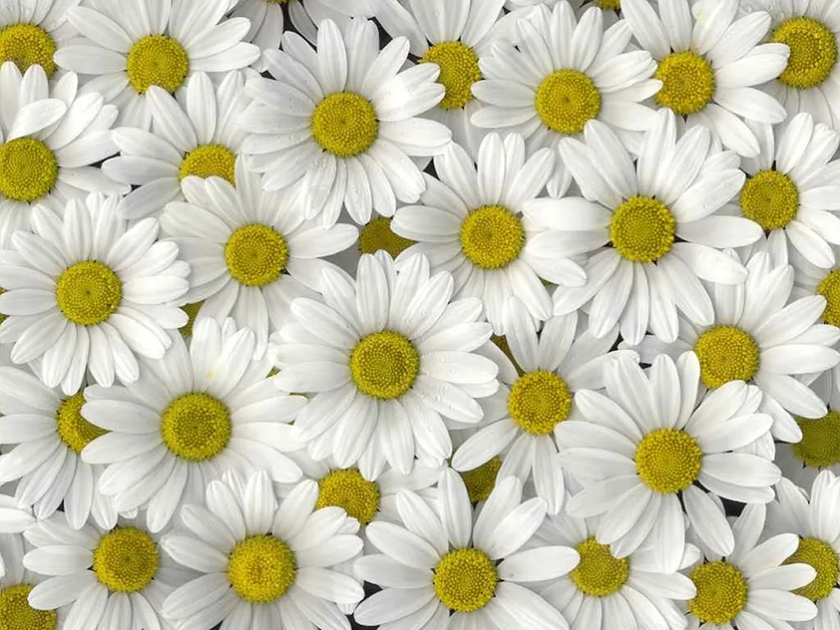 decorazione floreale