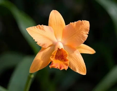 dendrobium arancio